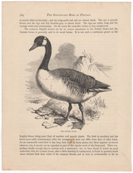 Canada Goose